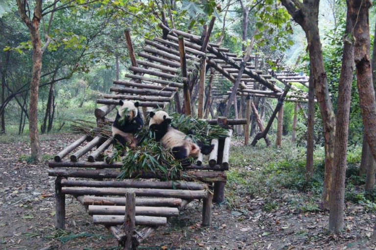Chengdu. Rezerwat pandy wielkiej